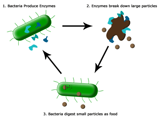 Illustration of Enzymatic process