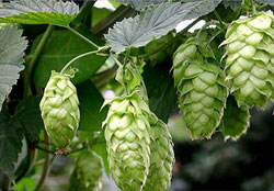 Brewers hops