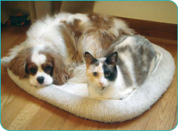 A cat and dog on bedding