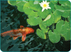 A pond with clear water